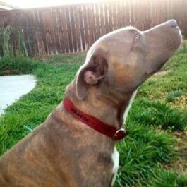 A dog wearing a Handmade Leather Dog Collar sitting in the grass looking up.
